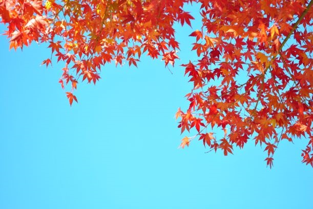 秋晴れの日